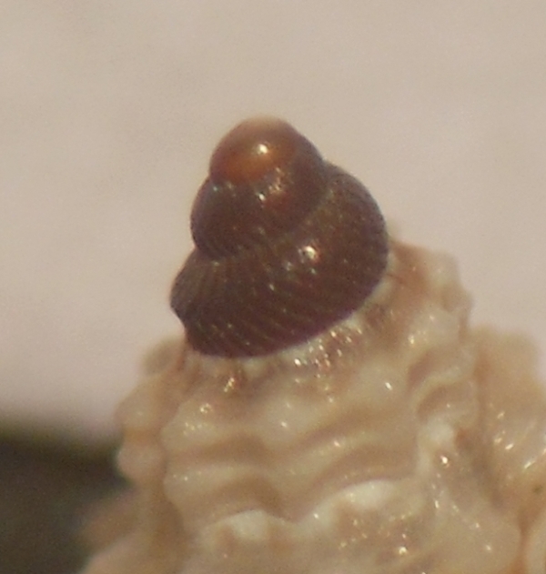 Leufroya leufroyi juvenile?